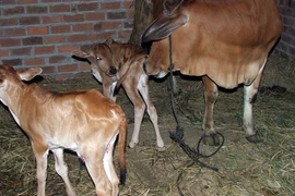 Chuyện hiếm: Bò đẻ sinh đôi cả đực lẫn cái