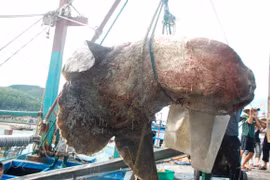 Cá mặt trăng nặng hơn 500kg mắc lưới ngư dân