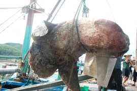 Cá mặt trăng nặng hơn 500kg mắc lưới ngư dân