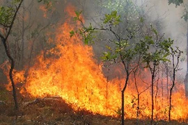 Hơn 500 người tham gia chữa cháy rừng