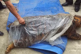 Mổ moi "ông ba mươi", vận chuyển từ Sơn La về Hà Nội tiêu thụ