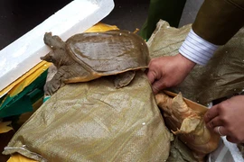 Phát hiện hơn 3 tấn thủy hải sản Trung Quốc nhập lậu “tuồn” về Hà Nội