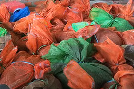 Đột kích cơ sở buôn bán trái phép động vật hoang dã