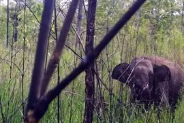 Một con voi rừng bị thương do sập bẫy săn thú