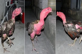 Triệt phá sới đá gà tại lễ hội thu giữ 115 triệu đồng