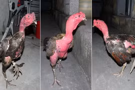 Triệt phá sới đá gà tại lễ hội thu giữ 115 triệu đồng