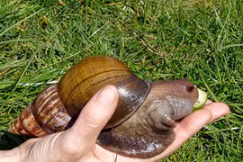 Cảnh báo chết người khi dùng ốc sên làm thức ăn, chữa bệnh