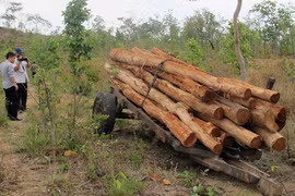 Công khai tàn phá rừng phòng hộ Buôn Đôn