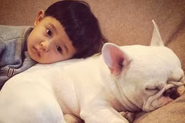 Dân cư mạng phát sốt với “hot kid” Nhật Bản và chú chó bulldog