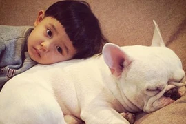 Dân cư mạng phát sốt với “hot kid” Nhật Bản và chú chó bulldog