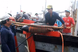 Liên kết từ 20-30 chủ tàu khai thác cá ngừ theo chuỗi giá trị