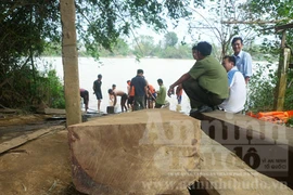 Giấu 100m3 gỗ lậu dưới… đáy sông!