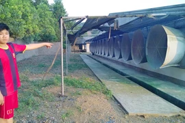 Trại gà ô nhiễm, dân đi ngủ phải....đeo khẩu trang