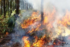 Nắng nóng gay gắt, liên tục xảy ra cháy rừng