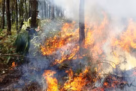 Nắng nóng gay gắt, liên tục xảy ra cháy rừng