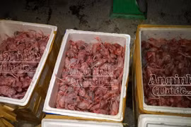 Phát hiện 3.000 con chim cút ướp lạnh đang bốc mùi