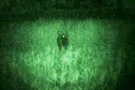 Đề nghị giám định mẫu phẩm con bò lạ, nghi bò tót