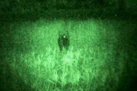 Đề nghị giám định mẫu phẩm con bò lạ, nghi bò tót