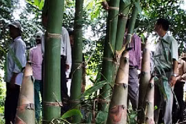 Bắt khẩn cấp đối tượng giết cháu bé 4 tuồi, giấu xác vào bụi tre