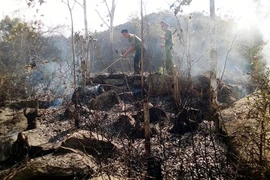 Rừng cháy tràn lan