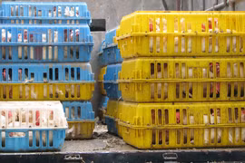 Gần 1 tấn gà không qua kiểm dịch vừa bị bắt giữ