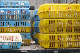 Gần 1 tấn gà không qua kiểm dịch vừa bị bắt giữ