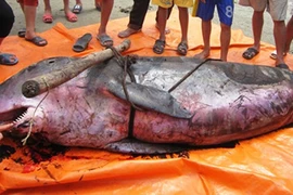 Phát hiện cá voi nặng hơn 3 tạ dạt vào bờ biển Hà Tĩnh