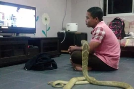 Cưới rắn hổ mang làm "vợ" vì tin là người yêu cũ chuyển sinh