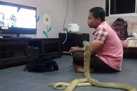 Cưới rắn hổ mang làm "vợ" vì tin là người yêu cũ chuyển sinh