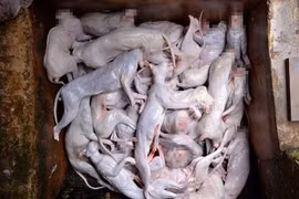 Đội lốt nhà bảo vệ động vật, tiêu thụ hàng trăm tấn thịt mèo kiếm lợi