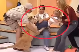 Rùng mình cảnh sư tử vồ bé gái được truyền hình trực tiếp