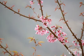 Lên tây bắc ngắm hoa anh đào khoe sắc