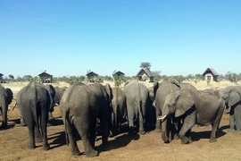  Kỳ lạ những chú voi thích uống nước bồn cầu