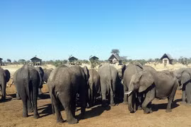  Kỳ lạ những chú voi thích uống nước bồn cầu