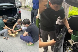 Phát hiện đối tượng vận chuyển số lượng mật gấu “khủng”