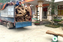 Tạm giữ số lượng lớn gỗ ngọc am và bách xanh