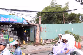 Cây xanh tiếp tục bật gốc, một người may mắn thoát chết