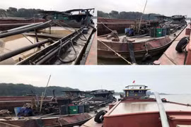 Đi săn “vòi bạch tuộc” dưới lòng sông