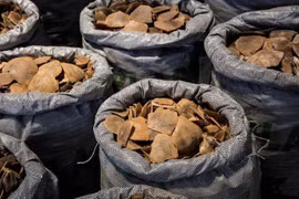 Gần 100 ngày theo dấu đường dây buôn vảy tê tê xuyên quốc gia