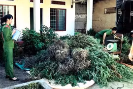 Mua bán, vận chuyển, tàng trữ, sử dụng cần sa là vi phạm pháp luật 