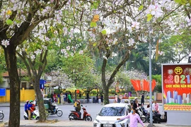 Mùa hoa ban khoe sắc 