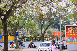 Mùa hoa ban khoe sắc 