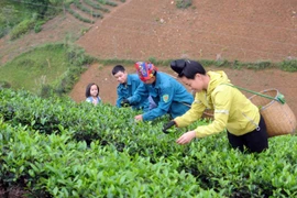 Nông nghiệp Việt Nam sẽ đứng trong số 15 nước phát triển nhất thế giới 