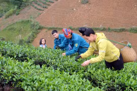 Nông nghiệp Việt Nam sẽ đứng trong số 15 nước phát triển nhất thế giới 