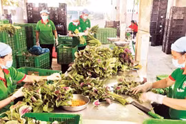 Giải thể dứt điểm các hợp tác xã không còn hoạt động 