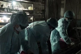 Quảng Ngãi: 12.000 con chim cút bị nhiễm cúm A/H5N1 và A/H5N6