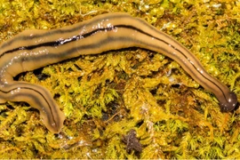 Canada cảnh báo về loại giun dẹp đầu búa độc hại nguồn gốc Đông Nam Á 