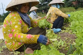 Rau tăng giá chóng mặt do đâu?