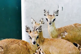 Vinpearl Safari Phú Quốc sở hữu bộ sưu tập động vật lớn chưa từng có tại Việt Nam 