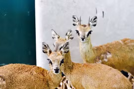 Vinpearl Safari Phú Quốc sở hữu bộ sưu tập động vật lớn chưa từng có tại Việt Nam 